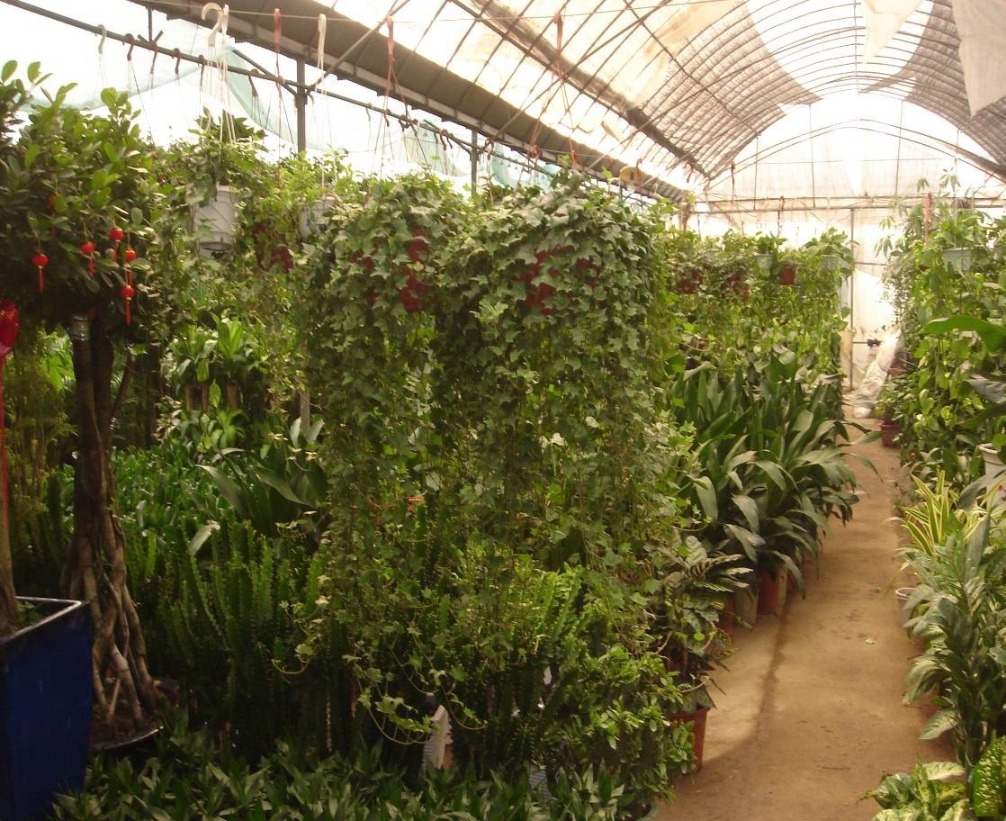 公司溫室大棚 剪輯