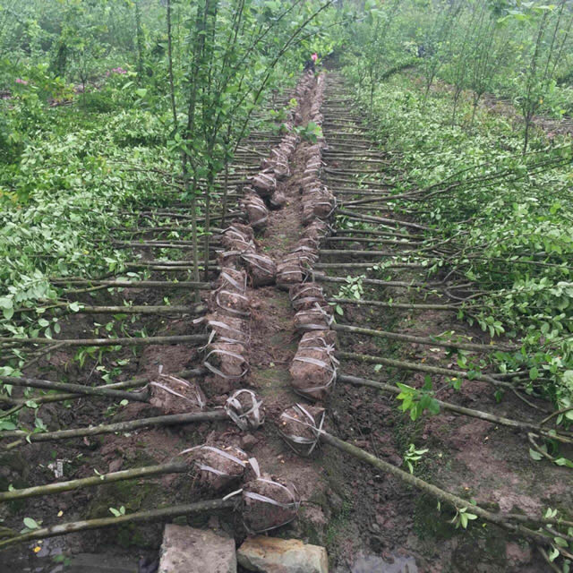 苗木待裝車(chē)